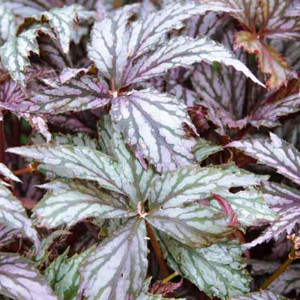 Rex Begonia, Summer flower